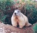 Marmot-786862.jpg